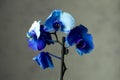 Phalaenopsis /ÃÅblue / Blume 1825, known as moth orchids, abbreviated Phal in the horticultural trade,[2] an orchid Royalty Free Stock Photo